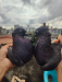 Kobutor, কবুতর